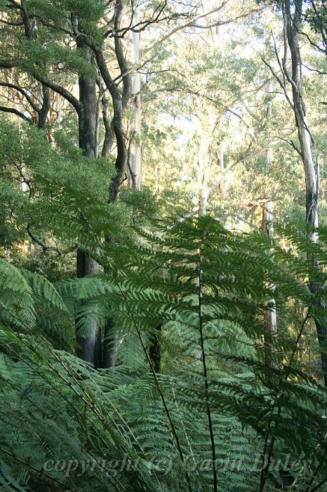 Tree fern gully, Pirianda Gardens IMG_7016.JPG